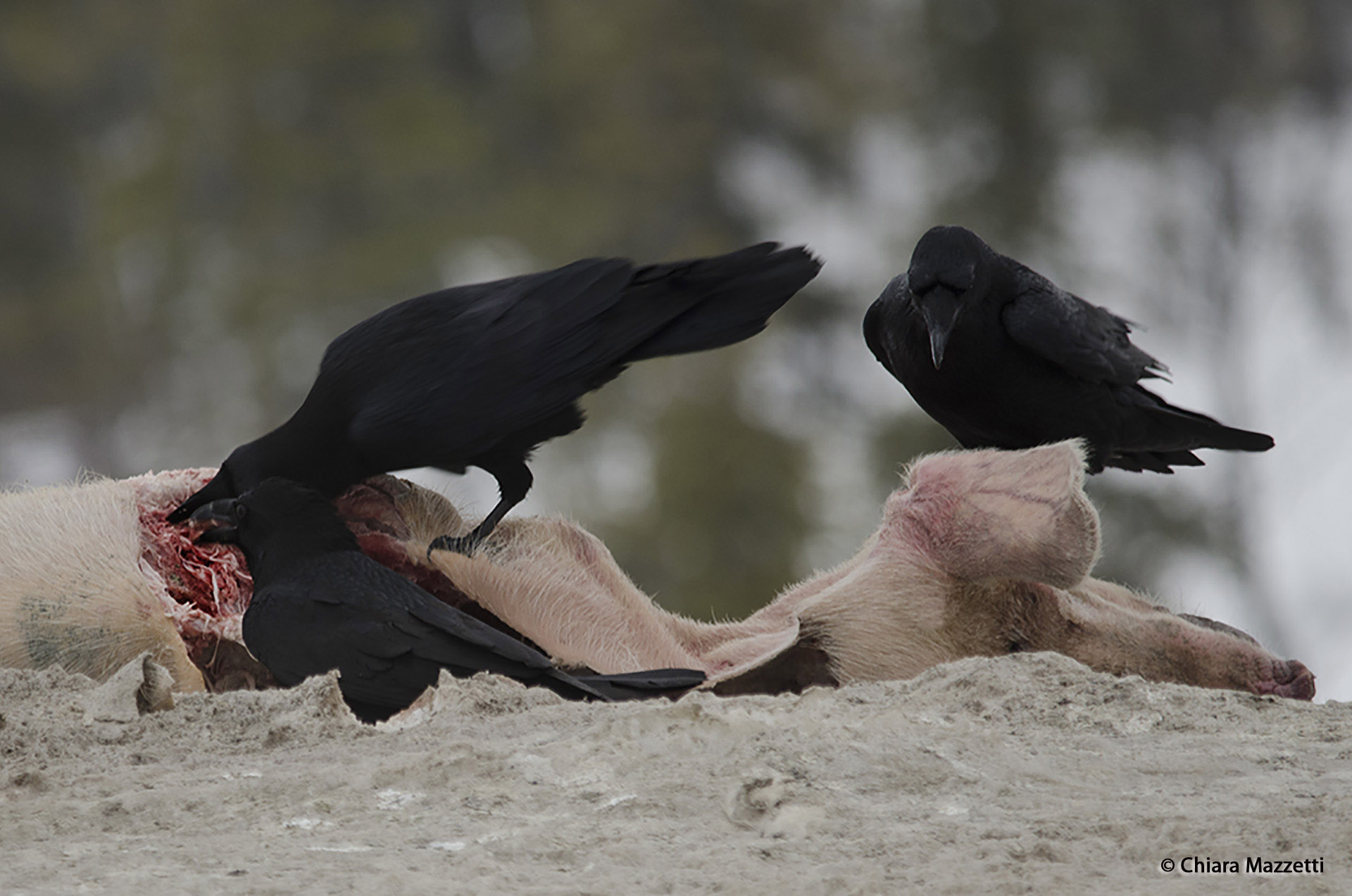 Common_Raven_Corvus_corax